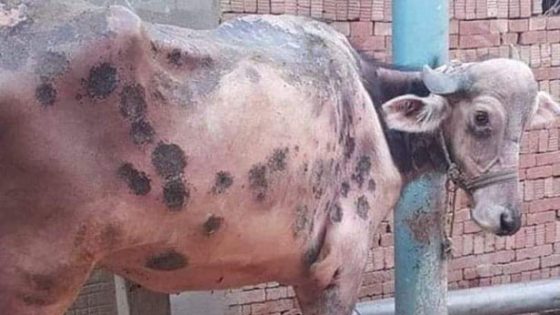 هذه المرة لم يخرج من النيل.. بقر عجاف يخرج من حكومة “أخنوش”