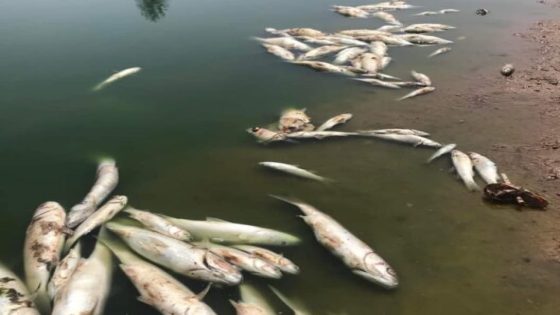نفوق ألاف الأسماك بخليج الداخلة ينذر بوقوع كارثة بيئية