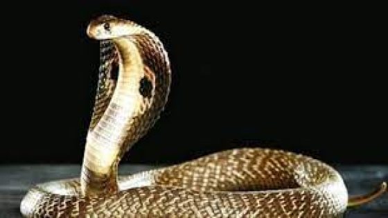 ثعبان كبير يثير مخاوف السجناء بطنجة