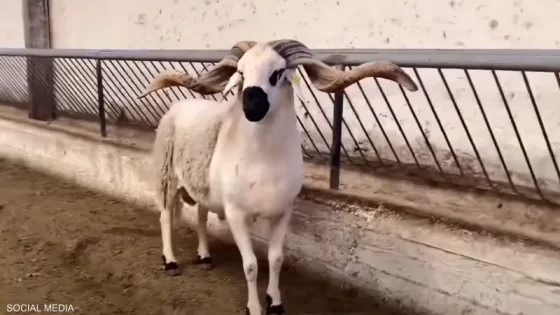 عبد الحفيظ باني يعلن عن موعد عيد الأضحى المبارك