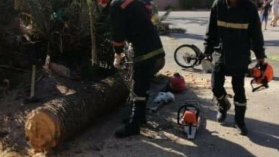 سقوط نخلة على سائق دراجة بمراكش