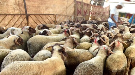 إقبال محتشم على اقتناء الأضاحي بالبيضاء