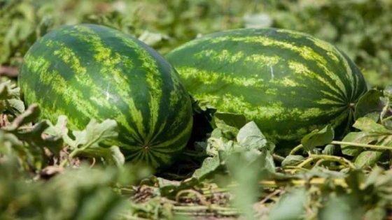 “اونسا” تراسل مرجان بسبب البطيخ بنوعيه الاحمر والاصفر