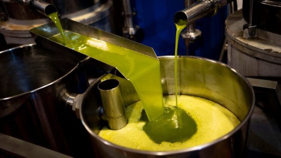 بين التقنين والمضاربة.. بحث عن تحقيق توازن في أسعار زيت الزيتون