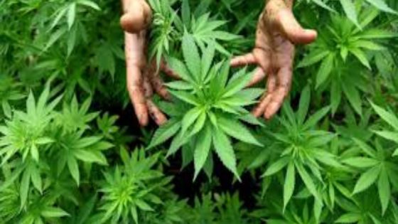 تقرير: المغرب في المركز 15 عالميا في استهلاك الماريجوانا، وتوقعات نمو قيمة سوق القنب العالمية