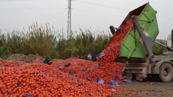 إتلاف كميات كبيرة من الطماطم المغربية في فرنسا يثير جدلًا حول التنافسية والسياسات التجارية