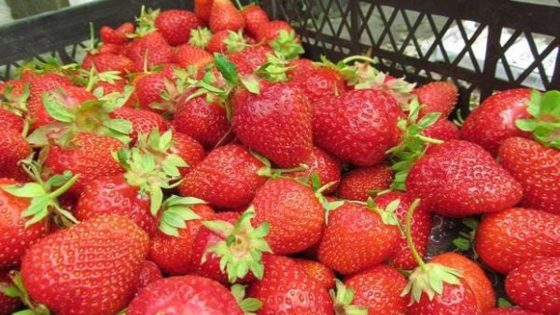 وزارة الفلاحة تنفي ادعاءات تلوث الفراولة المغربية بفيروس التهاب الكبد A وتؤكد سلامتها