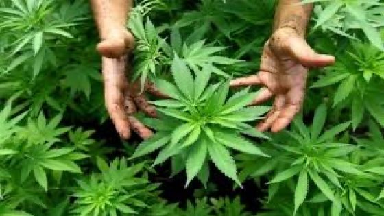 جدل في المغرب حول تسويق منتجات غذائية من مستخلصات القنب الهندي