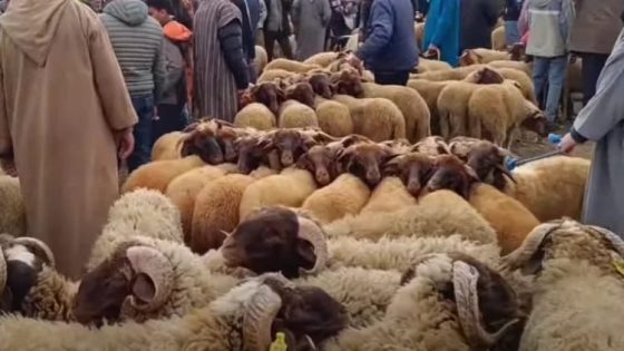 تراجع مبيعات الأغنام في الأسواق المغربية قبيل عيد الأضحى