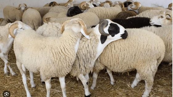 مبادرة إنسانية من عبد اللطيف حموشي يشتري أضحيات للفقراء