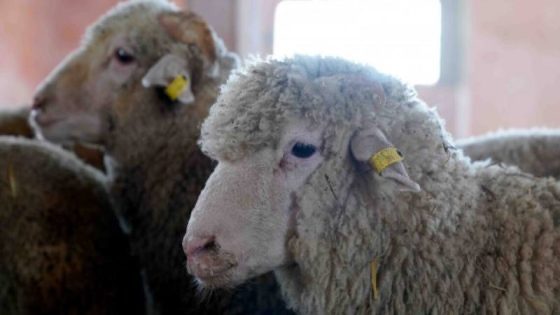 دعوات لتسقيف أسعار الأضاحي في المغرب