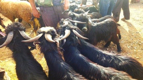 تزايد الإقبال على شراء الماعز كأضحية في المغرب “حل لغلاء الأضحية”