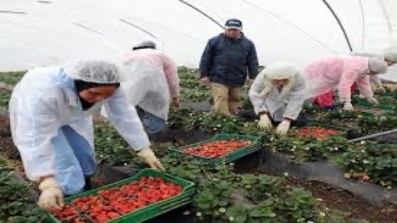 فرنسا تستعين بآلاف العمال المغاربة لسد العجز في المزارع