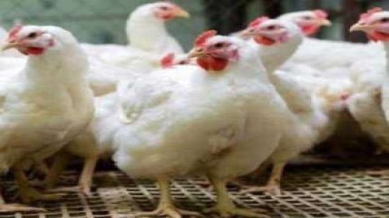أزمة ارتفاع أسعار الدجاج.. من المسؤول؟