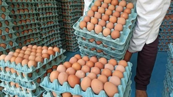 أزمة البيض في المغرب تلوح في الأفق بسبب التصدير إلى مصر