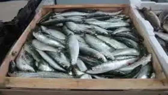 قفزة غير مسبوقة في أسعار السردين بالناظور تصل إلى 100 درهم للكيلو