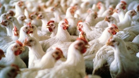 انخفاض ملحوظ في أسعار الدواجن بالمغرب