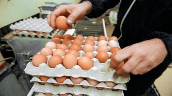 من جديد ارتفاع مفاجئ في أسعار البيض يثير قلق المستهلكين
