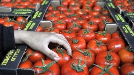 الطماطم المغربية تكتسح السوق البولندي وسط تحديات الجفاف