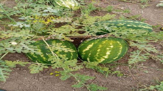 منع زراعة الدلاح في هذه المناطق لمواجهة أزمة المياه