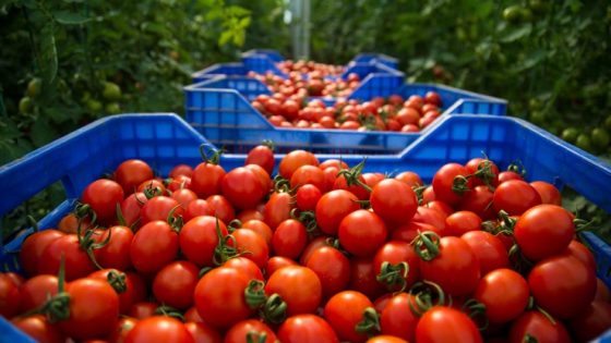 أزمة أسعار الطماطم تُثقل كاهل المزارعين في إنزكان