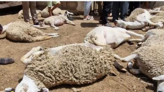 مرض غامض يفتك بمواشي الحوز ويهدد سبل عيش الساكنة