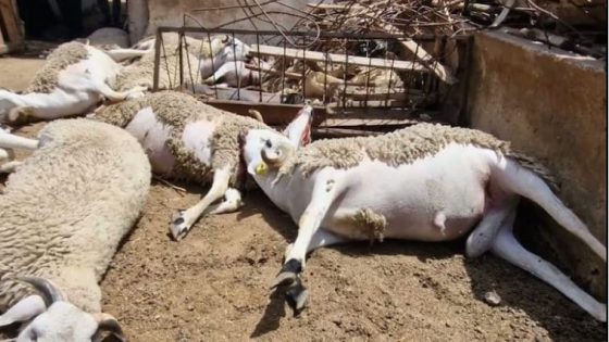 مرة أخرى نفوق الماشية في إقليم الحوز يثير مخاوف الساكنة