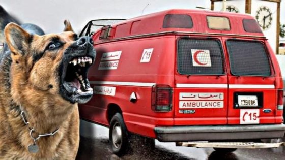 عودة ظاهرة الكلاب الضالة بفاس.. كلب ينهش رجل سائح بريطاني