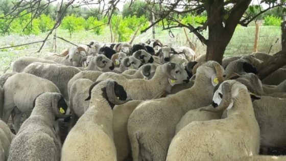 حكومة أخنوش تتفادى الحسم في إلغاء عيد الأضحى رغم أزمة الأغنام وارتفاع الأسعار