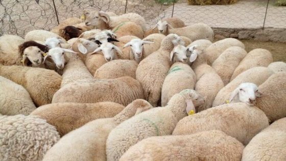 عودة النقاش حول إلغاء عيد الأضحى في ظل التحديات الاقتصادية والبيئية