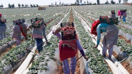عمال الفلاحة يرفضون التسجيل في الضمان الاجتماعي بسبب الدعم المباشر
