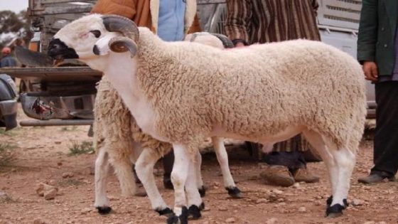 ارتفاع أسعار الأضاحي يهدد استمرار تقاليد عيد الأضحى في المغرب