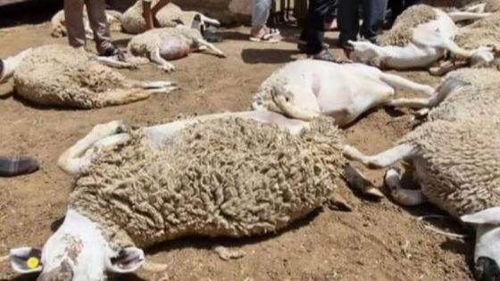 نفوق أكثر من 50 رأسًا من الأغنام يثير القلق في إقليم الرحامنة