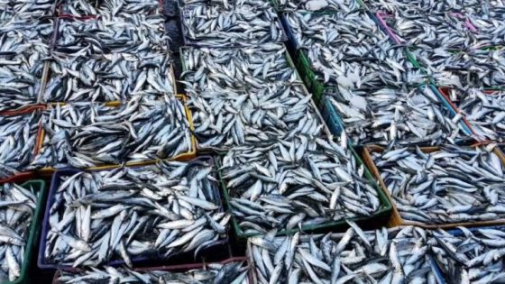 ارتفاع صاروخي في أسعار السردين بالمغرب وسط مخاوف من استمرار الغلاء