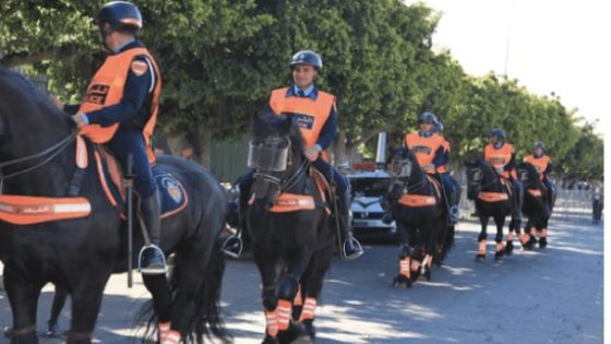 استيراد خيول مريضة تهز مدرسة الخيالة بتمارة