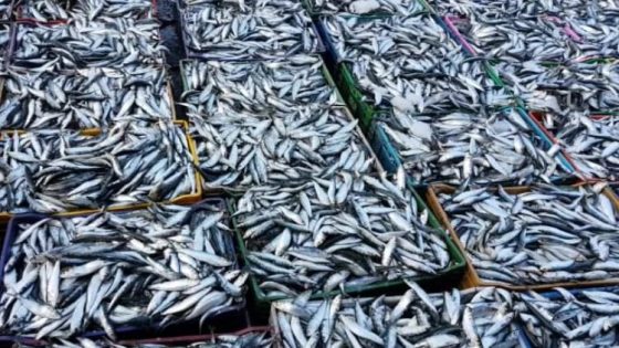 انخفاض أسعار السردين بالمغرب بعد استئناف عمليات الصيد