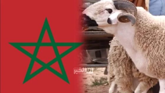 وزارة الفلاحة تطمئن المغاربة: عيد الأضحى قائم والإعداد جار لضمان توفر الأضاحي