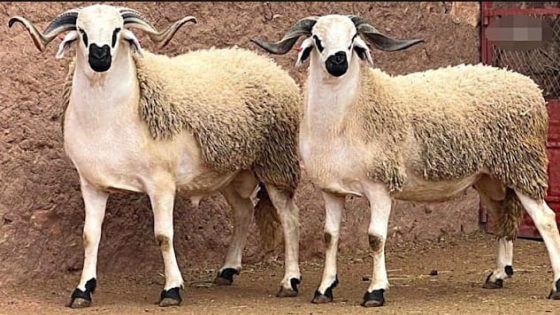 تراجع أسعار الماشية بالمغرب بعد قرار إلغاء شعيرة الأضاحي لعام 2025