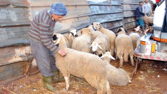 الحكومة تتجه لتنظيم قطاع تربية المواشي بقانون جديد