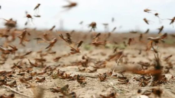 الداخلية المغربية ترفع درجات اليقظة لمكافحة انتشار الجراد