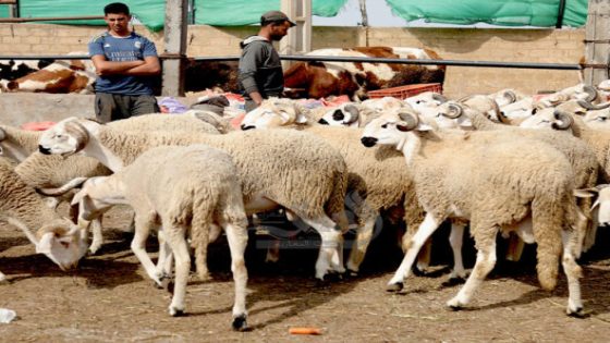 بعد إلغاء العيد وزارة الفلاحة تبشر مربي الماشية بإجراءات جديدة