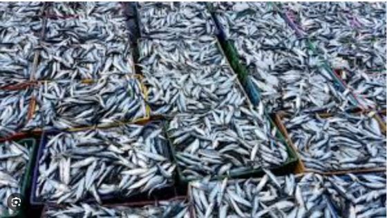 تشديد الرقابة على سوق السمك بالمغرب ومداهمة مستودعات سرية