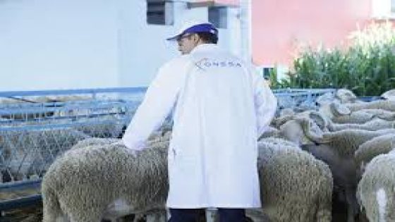 “أونسا” تنفي خطورة لحوم الأغنام الملقحة وتؤكد سلامتها