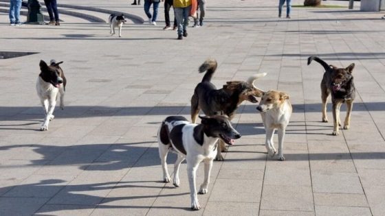 هجوم كلاب ضالة يحوّل طريق تلميذة إلى مأساة في تاونات