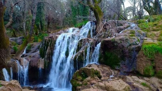 أمطار الخير تعيد الحياة لمنتزه عين فيتال بإفران