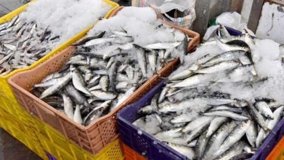 لهيب أسعار السمك يواصل إحراق جيوب المغاربة بعد العيد