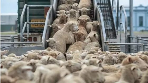 حكومة متخبطة وأرقام متضاربة.. هل دعم استيراد الأغنام فضيحة جديدة؟