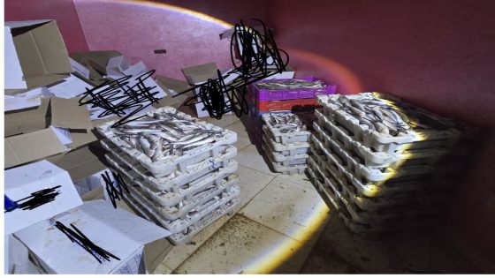 ضبط طنين من السمك المجمد في أكادير