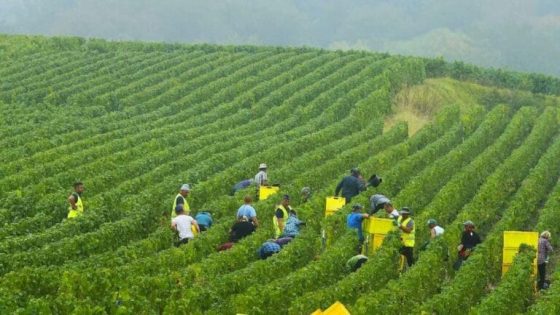 إسبانيا تستعين بعمال مغاربة لسد النقص في القطاع الزراعي