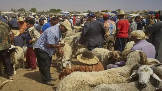 وزير الفلاحة يكشف تفاصيل برنامج دعم الفلاحين الكسابة